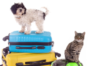 Travelling with pets