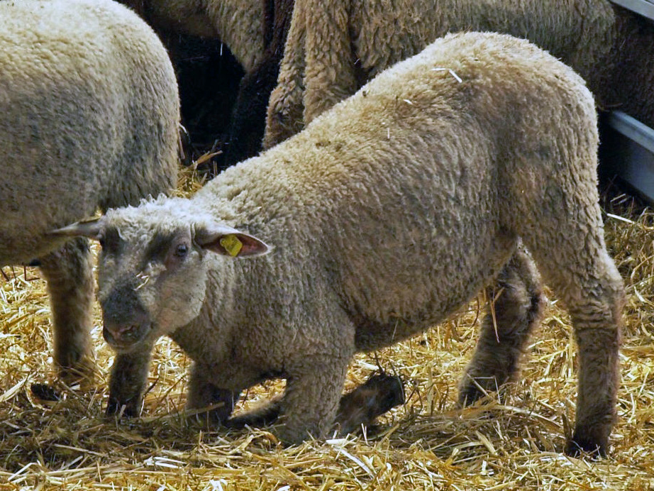 Moderhinke bei einem Schaf