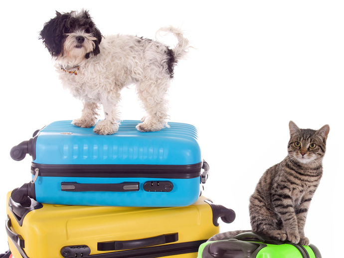 Hund und Katze auf Koffern