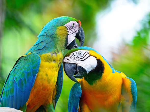Vor tropischen Pflanzen krault ein Papagei mit seinem grossen Schnabel einem befreundeten Artgenossen das Gefieder am Kopf. 