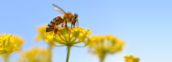 Eine Biene bestäubt eine Blüte