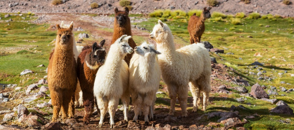 Eine Gruppe Lamas steht an einem See