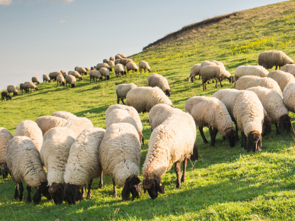 Eine Schafherde auf einer Weide