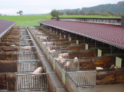 Schweinestallungen mit Aussenhöfen