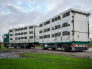 Tiertransporter unterwegs