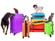 Hund, Papagei, Kaninchen und Katze von farbigen Reisekoffern umgeben
