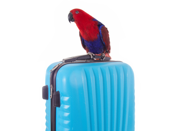 Papagei auf Reisekoffer