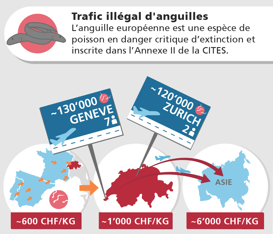 Trafic illégal d'anguilles - L’anguille européenne est une espèce de poisson en danger critique d’extinction inscrite dans l’Annexe II de la CITES.