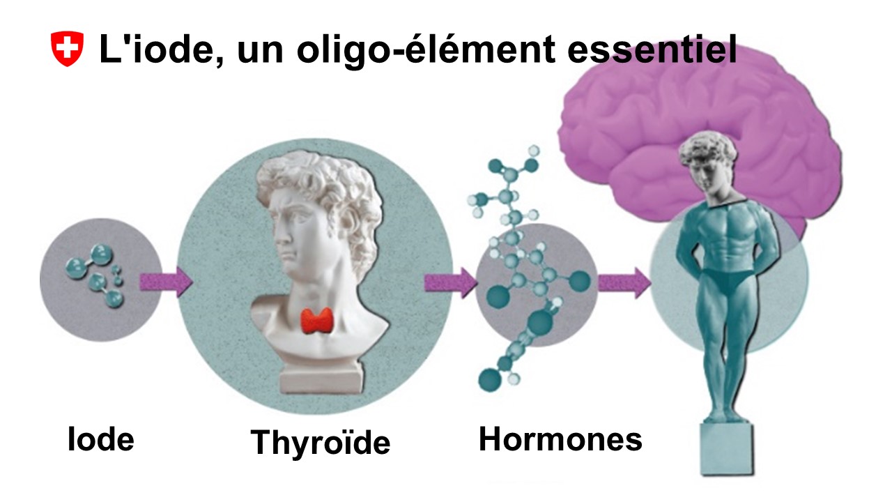 La thyroïde a besoin de suffisamment d’iode pour produire les hormones qui régulent le métabolisme et le système nerveux.