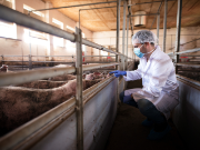 veterinarian-doctor-examining-pigs-pig-farm-kl