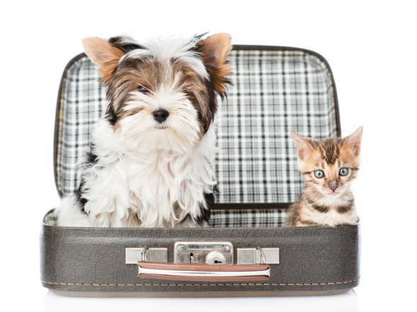 Hund und Katze sitzen im offenen Koffer 
