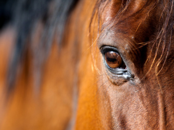 Zoom sur l’oeil droit d’un cheval 