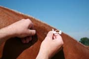 Enregistrement des chevaux