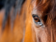 Ausschnitt eines Pferdekopfs mit Fokus auf dem rechten Auge