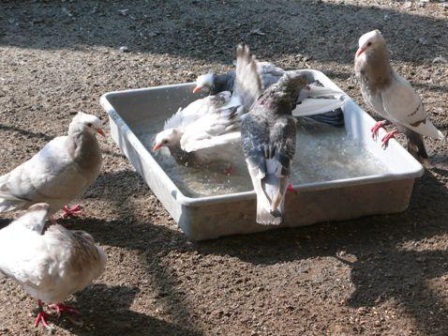 Pigeons prenant un bain dans un bac rempli d'eau