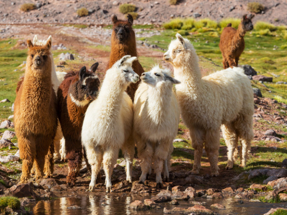 Un groupe de lamas au bord d'un petit lac