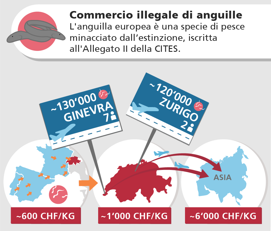 Commercio illegale di anguille - L'anguilla europea è una specie di pesce minacciato dall’estinzione, iscritta all'Allegato II della CITES.