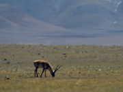 Antilope tibetana