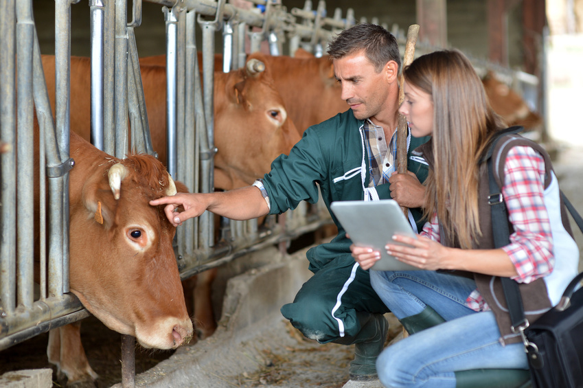 Rindviehhalter und Tierärztin besprechen einen Fall