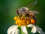 Bild-Apinella-Web