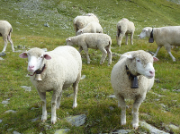 weisse Schafe mit Klocke auf Alpweide - Moderhinke