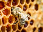Biene an einer Wabe