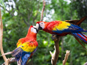 Zwei Papageien in einem Baum