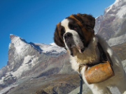 Bernhardiner vor dem Matterhorn mit Schnapsfass am Halsband